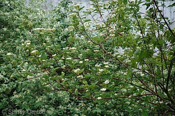 Cornus amomum "Silky Dogwood" 5 Gallon LG Native Plant